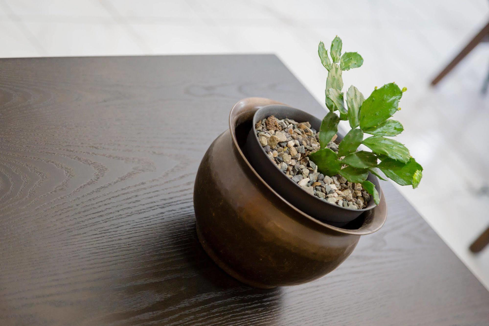 Centrally Located Guest Apartments Kingston Ngoại thất bức ảnh
